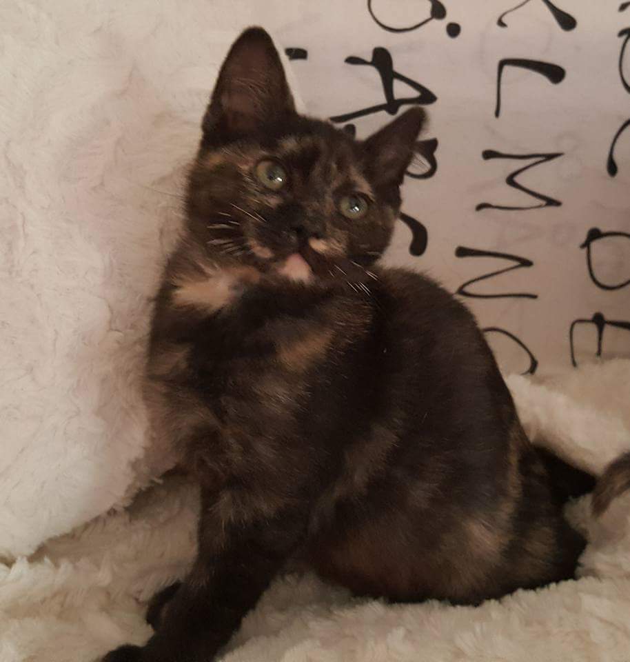 PeluditosdeEmma's tweet photo. "Si tú  me dices Miau lo dejo todo "
Galletita no sólo dice Miau, dice Requetemiaaiuuu, ya está lista para encontrar la familia que se merece 
Es una Carey preciosa que luchó con apenas 100 gr para hoy estar aquí.¿Te gustaría darle un hogar? Pues no dudes en enviarnos un mensaje. https://t.co/MFJhiQDFOm