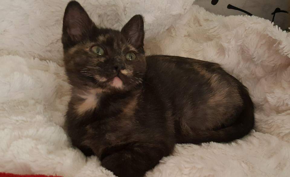 PeluditosdeEmma's tweet photo. "Si tú  me dices Miau lo dejo todo "
Galletita no sólo dice Miau, dice Requetemiaaiuuu, ya está lista para encontrar la familia que se merece 
Es una Carey preciosa que luchó con apenas 100 gr para hoy estar aquí.¿Te gustaría darle un hogar? Pues no dudes en enviarnos un mensaje. https://t.co/MFJhiQDFOm