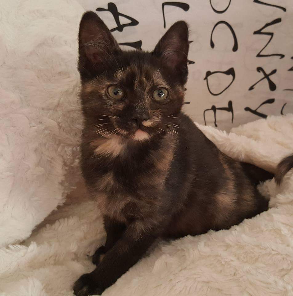PeluditosdeEmma's tweet photo. "Si tú  me dices Miau lo dejo todo "
Galletita no sólo dice Miau, dice Requetemiaaiuuu, ya está lista para encontrar la familia que se merece 
Es una Carey preciosa que luchó con apenas 100 gr para hoy estar aquí.¿Te gustaría darle un hogar? Pues no dudes en enviarnos un mensaje. https://t.co/MFJhiQDFOm