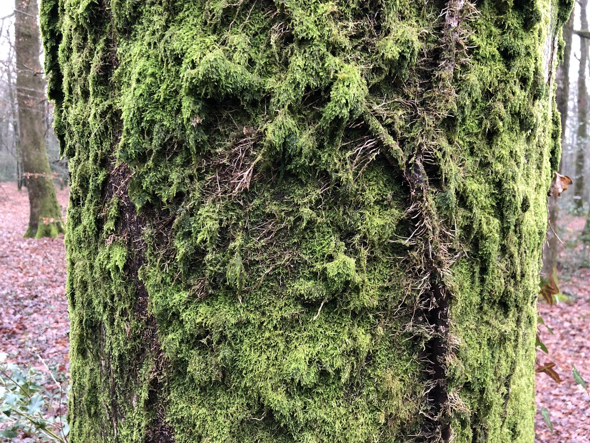 Pierre qui roule n’amasse pas mousse. Les arbres méditent 😏