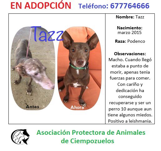 Tazz busca #adopción, es un #podenco rescatado de un cazador que le estaba dejando morir... Ayuda a Tazz a ser feliz! Se lo merece #NoCompresADOPTA 677764666 apacprotectoraciempozuelos@gmail.com