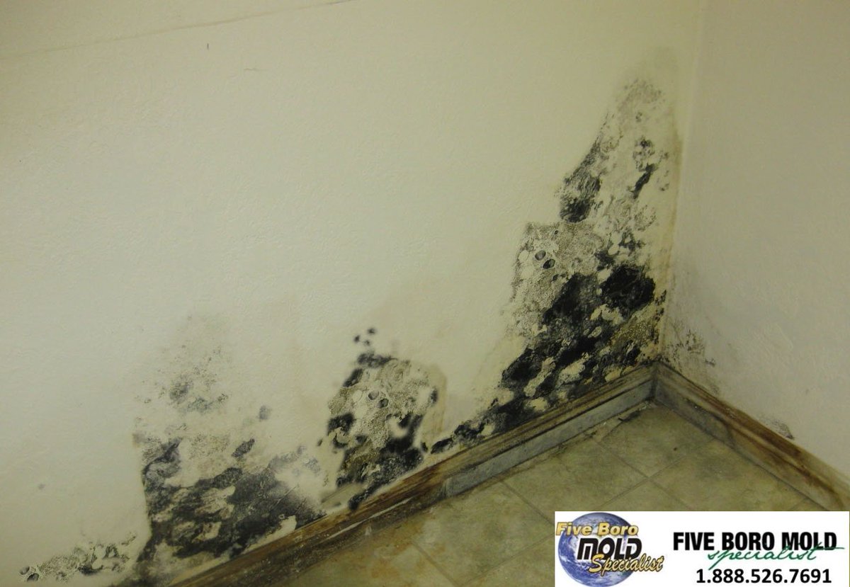 5BoroMold's tweet image. We are a certified water damage, mold removal &amp;amp; remediation, thermal imaging and mold inspection company with many years of experience in providing first class customer service in New York.
#mold #moldproblem #home #business #moldsigns #moldconcerns #moldgrowth #harmfulmold