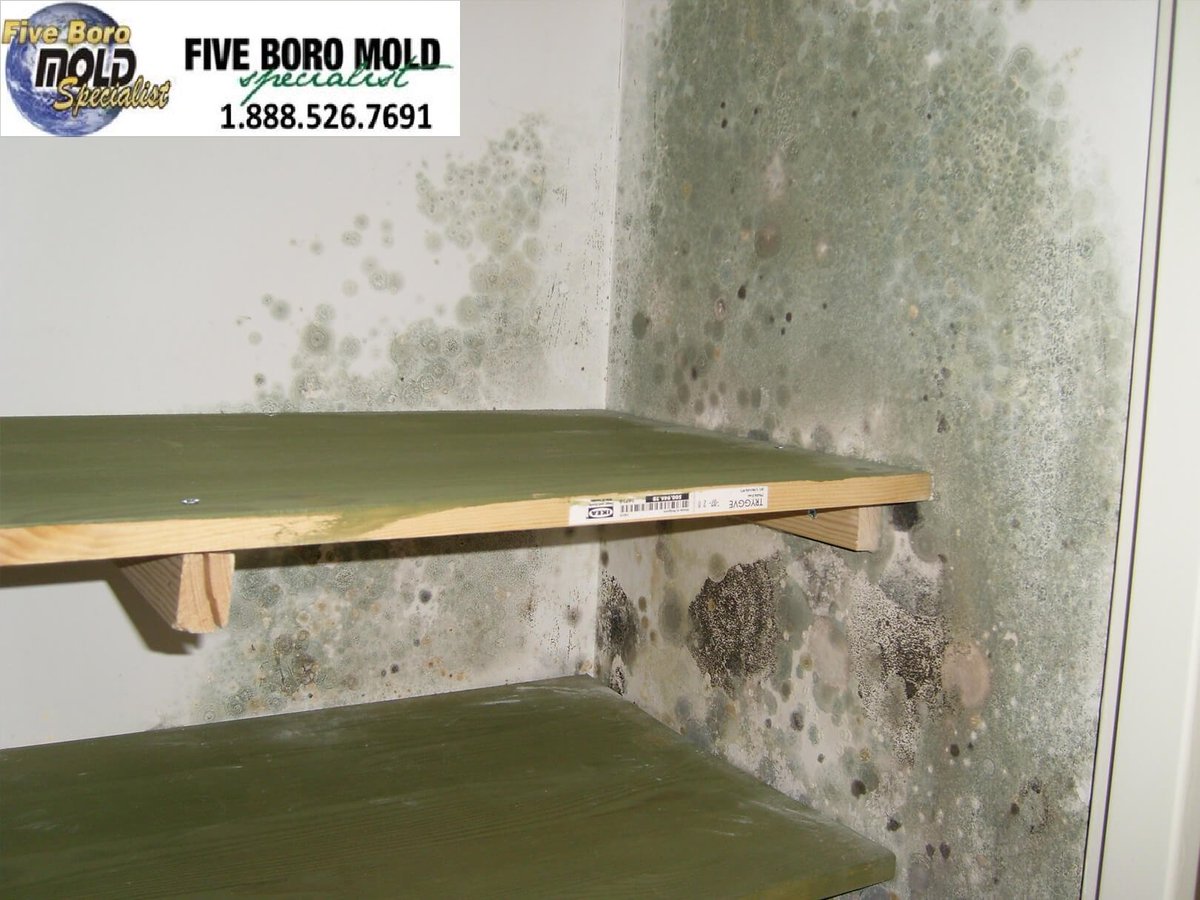 5BoroMold's tweet image. We are a certified water damage, mold removal &amp;amp; remediation, thermal imaging and mold inspection company with many years of experience in providing first class customer service in New York.
#mold #moldproblem #home #business #moldsigns #moldconcerns #moldgrowth #harmfulmold