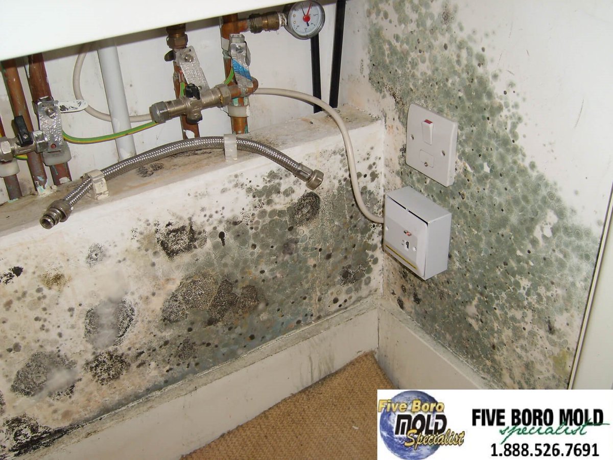 5BoroMold's tweet image. We are a certified water damage, mold removal &amp;amp; remediation, thermal imaging and mold inspection company with many years of experience in providing first class customer service in New York.
#mold #moldproblem #home #business #moldsigns #moldconcerns #moldgrowth #harmfulmold