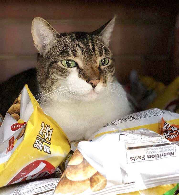Bodegacats_'s tweet photo. https://t.co/UOrqXXVAMk