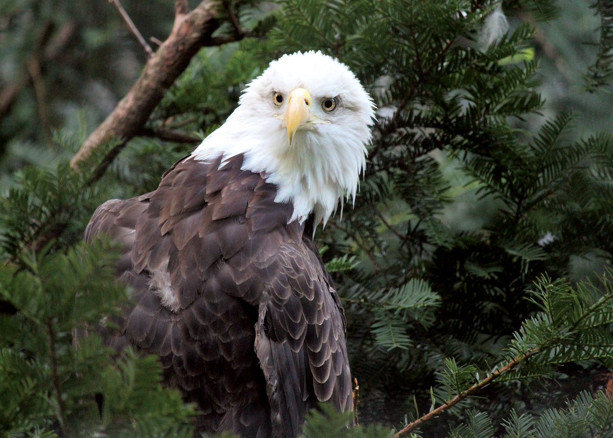 The bald eagle is an apex predator, residing at the top of the food chain, with no natural predators. Coincidence? We don't think so. #FlyEaglesFly