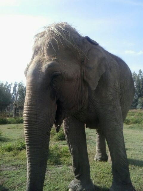 FriendsOfGSE's tweet photo. #whenifeelfancy I put on my hay hat and dream about my future at @GlobalElephants ~ First elephant sanctuary in South America (Brazil)  ~ #Rambas dream will come true with your help, RT and Donate any amount, every little bit helps: https://t.co/Ro1PCYZaeq #RambasFlight #elephant https://t.co/aa04DHpJWT