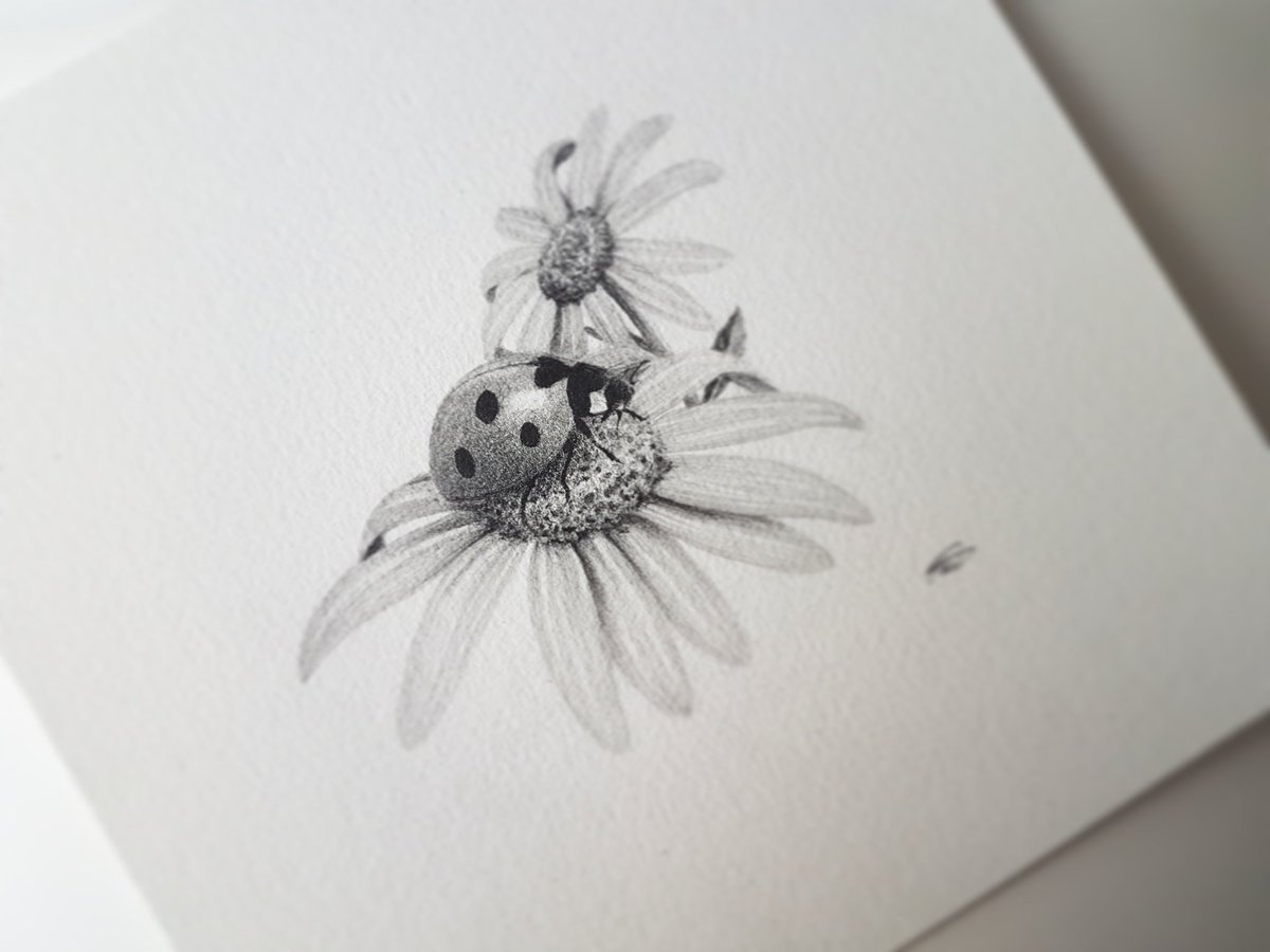Ladybug | SeanBriggs | Charcoal art, Beetle drawing, Sketch a day