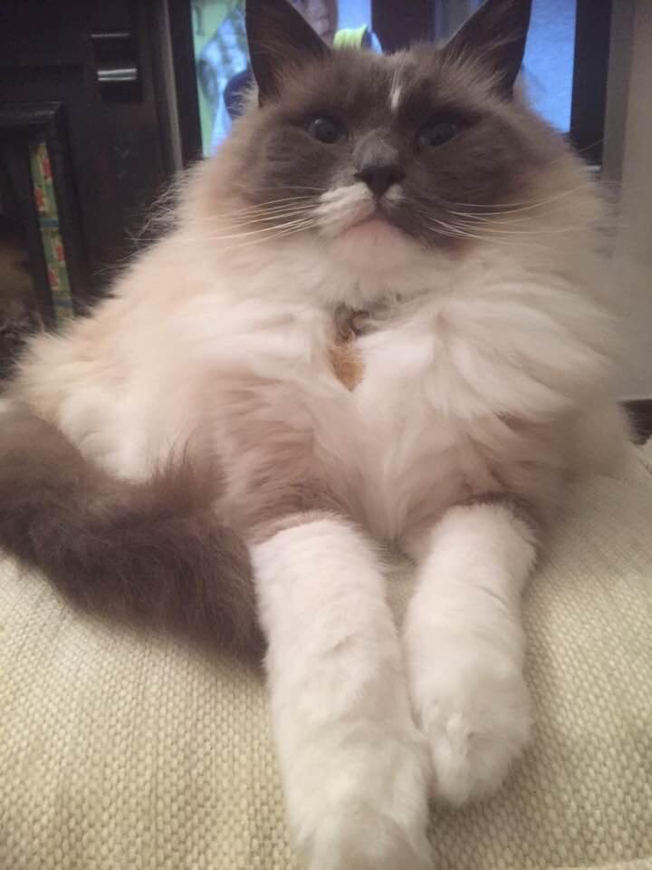 Lost/Found Northants tweet media