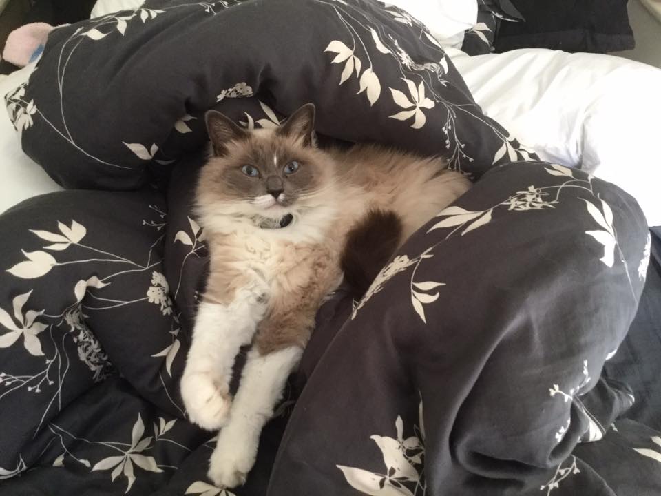 Lost/Found Northants tweet media