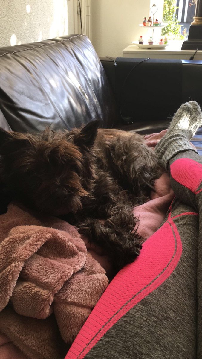 lobk3on's tweet photo. Paar daagjes al #ziek , heerlijk kroelen met mn hondje ♥️ https://t.co/rUPAJs9vsk