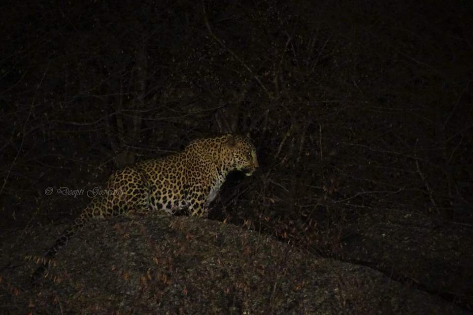 Ghost in the darkness (Indian leopard) from Bera, Rajasthan. 
#22daysbigcatsofindia #bigcatsofindia #indianleopard #leopard #catsofindia #bera 
overlandingindia.com