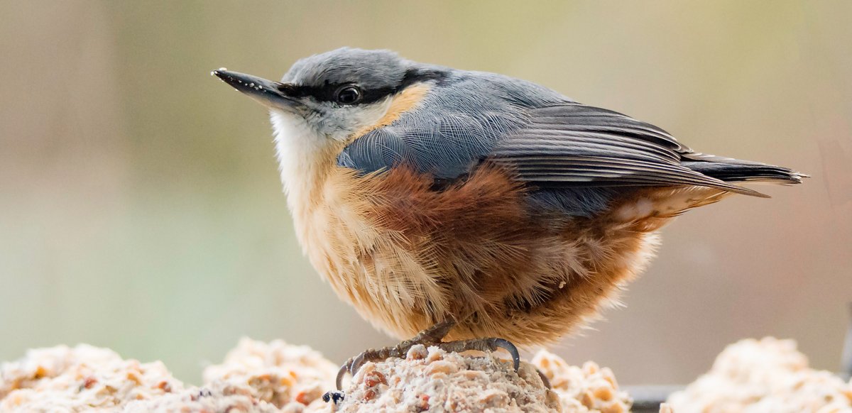 Wildlife News tweet media