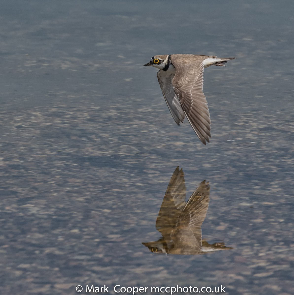 Wildlife News tweet media