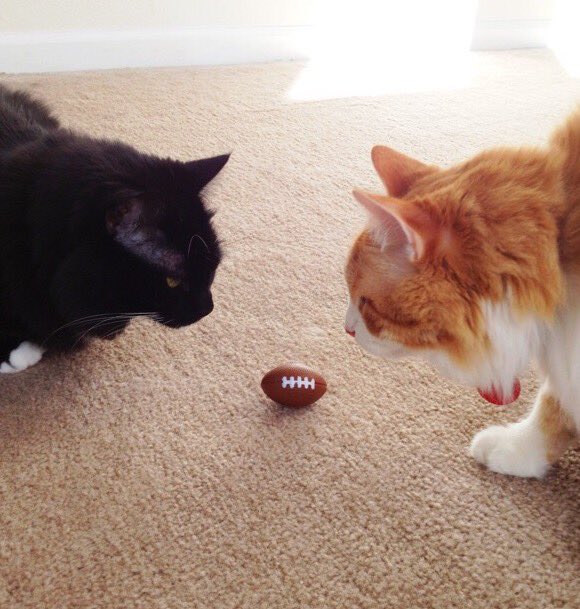 Happy #KittenBowl and #KittenHalfTimeShow Sunday. This was Sonny &amp; Cheyenne a few years ago ready for the big game. <a href="/kat3796/">Saint Kat & Gibbs 🇬🇧 🇺🇦</a> <a href="/planetpakua/">𝓖𝓪𝔂 𝓜𝓪𝓻𝓽𝓲𝓷𝓪 🕉 🐲 🐅🇺🇦 🚀🧑‍🚀</a> <a href="/Cecinatrix/">Cecilia A. Lira</a> <a href="/Miss_1999/">Christy Rach</a> <a href="/TiffyLaw3/">𝓣𝓲𝓯𝓯𝔂</a> <a href="/welliver_titus/">TitusWelliver</a>