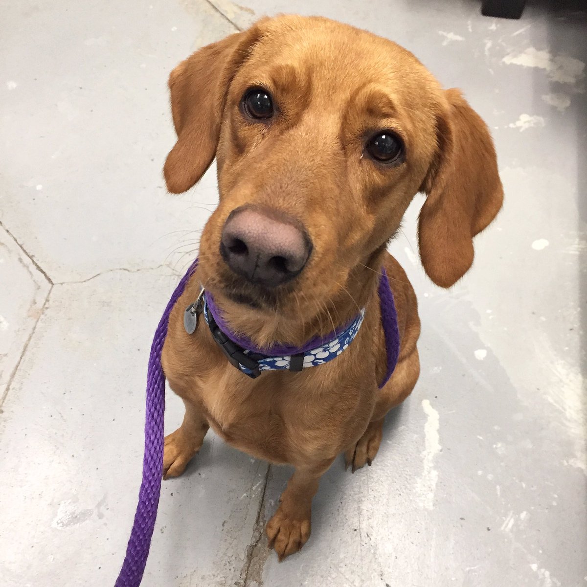 Carly is a beautiful &amp; loving 3yr lab retriever mix girl who is a little shy &amp; nervous in the shelter environment. Once out of her kennel she loves being with you for lots of pets &amp; love tho <a href="/mhumane/">Michigan Humane</a> Petco Sterling Hts #adoptmhs