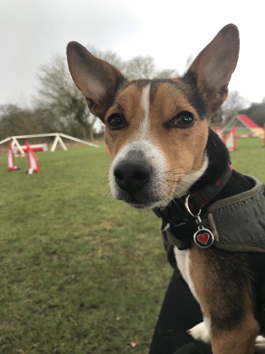 JackJackJRT's tweet photo. Sunday agility class π« The best place to wait βπ» for my πΆ turn is Mummyβs knee π #agility #agilitydog #agilityclass #sunday #agilitytraining #dog #jackjack #jackjackjrt #jackrussell #jackrussellterrier #jackrussellcross #crossbreed #dogoftwitter https://t.co/mpwH6ZSiLx