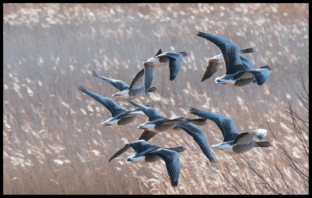 contactNikon's tweet photo. @RSPBMinsmere  Greylag or pink foot ??? Many thanks https://t.co/DQnCEznW8n