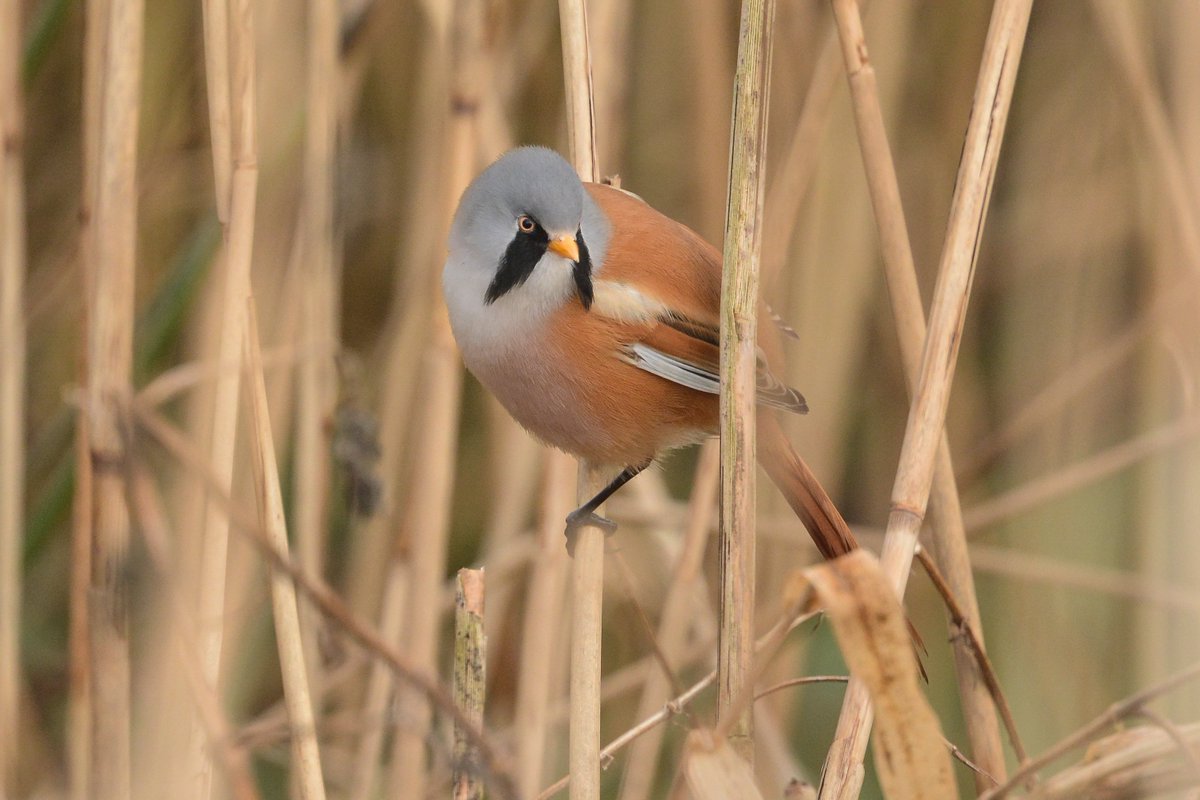 Happisbirder's tweet photo. Was nice to drop onto a small party of #Bearded Tits @SupportNWT's #Pigney's Wood reserve yesterday, just 2.25km on foot from my doorstep. Away from their core range in the county, they only occasionally get recorded this far up the Ant valley... https://t.co/tEVS7Uk6ck