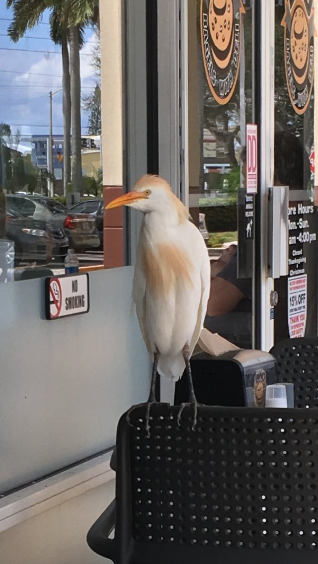 char_step's tweet image. Is it me, or does this bird resemble @DonaldTrump #trumpbird
