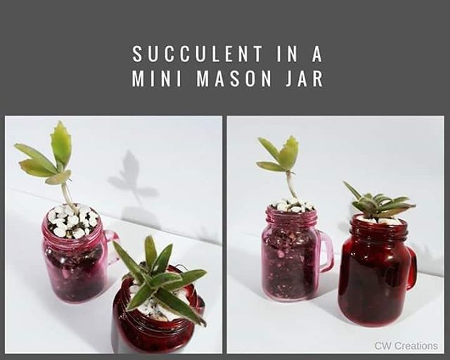 cwcreationstt's tweet photo. New additions to our succulents line https://t.co/3B0Oeh1y2h https://t.co/kW39o1kbXi