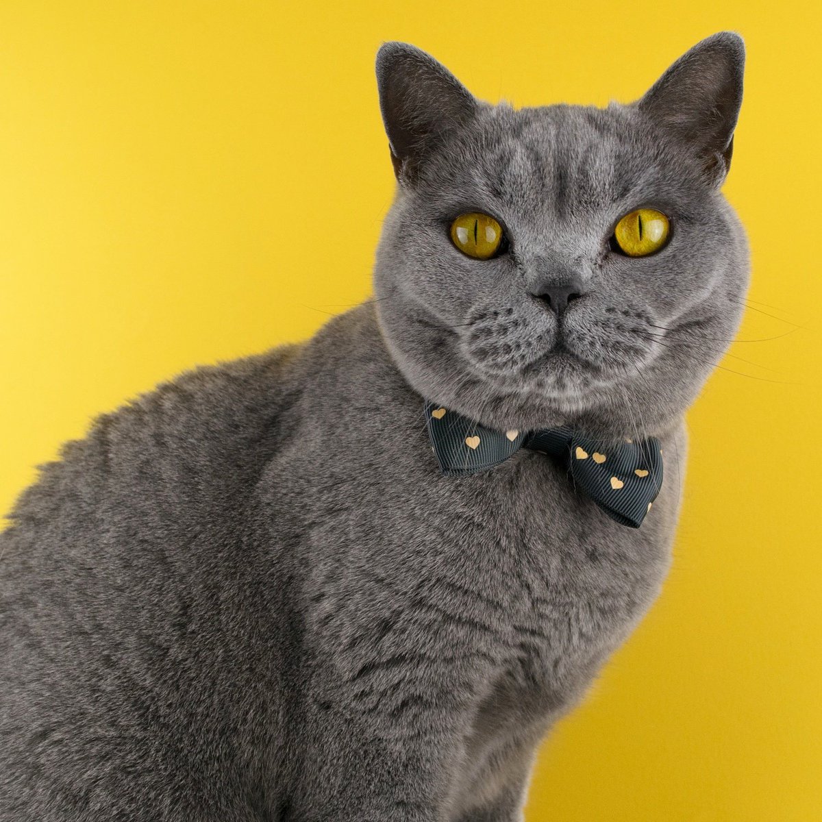 kattandhound's tweet photo. Hello there beautiful!! ππ±π #CatCollar #CatBowTie #CatBow #BritishBlue https://t.co/qCqFmC3VRk