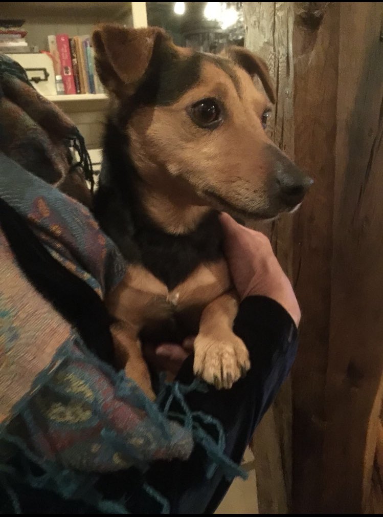 IMVolaart's tweet photo. Wie mist dit mooie hondje, net aan komen wandelen in #staverden #dtv #hond #vermist https://t.co/Kihy4YMOth