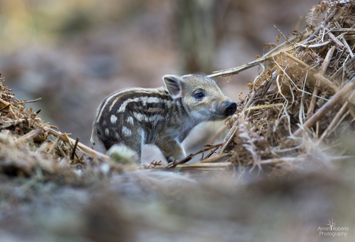Little stripy Wild boar piglet. #forestofdean @wildlife_uk  <a href="/Mammal_Society/">Mammal Society</a> <a href="/BBCSpringwatch/">BBC Springwatch</a>