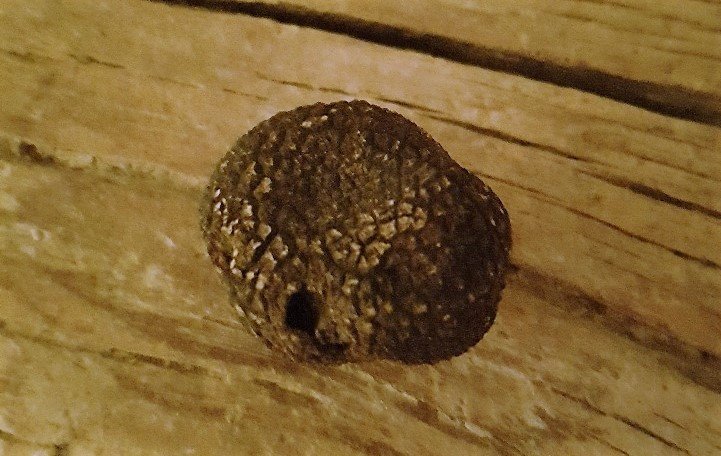 sleepwellAB's tweet photo. Min första tryffel https://t.co/QHARPzkl6m https://t.co/Hi6QjjPkHv