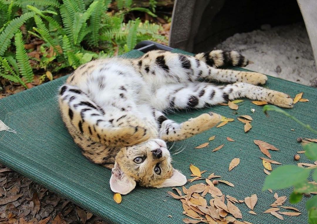 Big Cat Rescue on Twitter: "Silly Ginger Serval enjoying ...