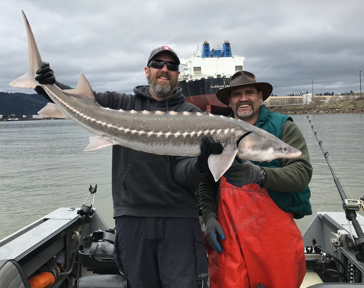 SkysGuide's tweet image. Catch &amp;amp; release sturgeon in the Portland area WAY bigger on average than keeper fish above Bonneville Dam #oregon #fishing