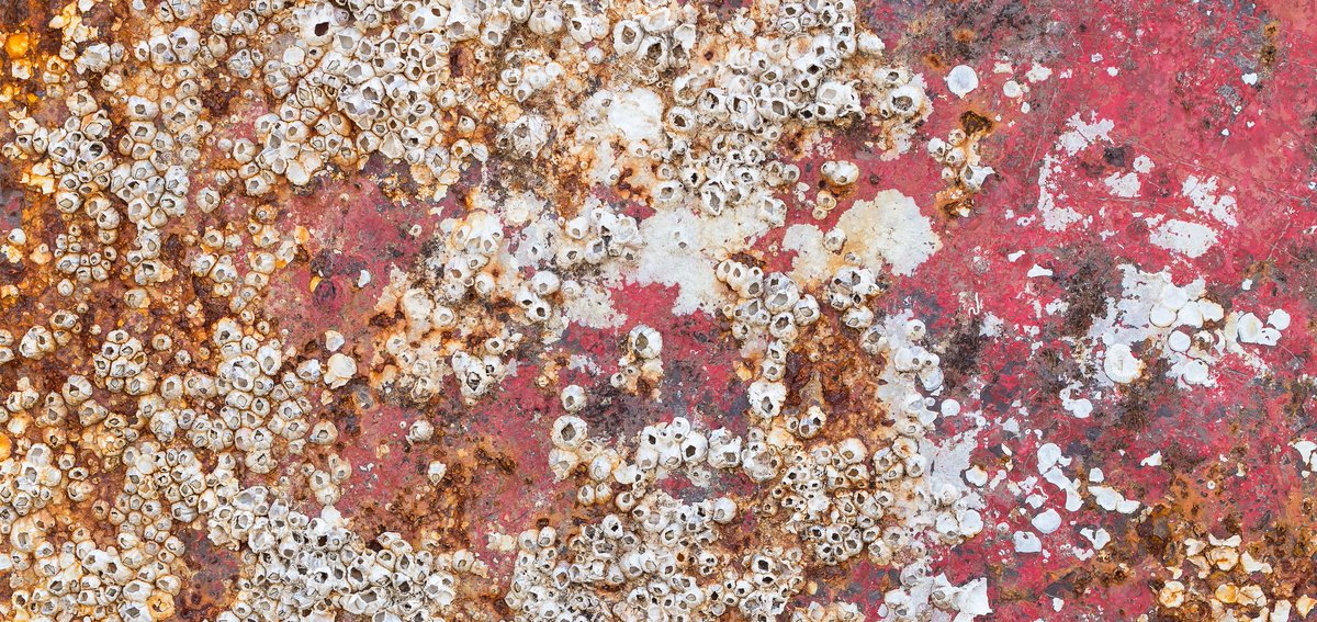 Ahoy, skippers! Do you sail? Do you love your boat? New biofouling requirements will come into force on 15 May 2018 – all yachts and personal vessels should clean to standards BEFORE entering New Zealand. Learn more >> imarest.org/policy-news/in… 
#LoveYourBoat #biofouling