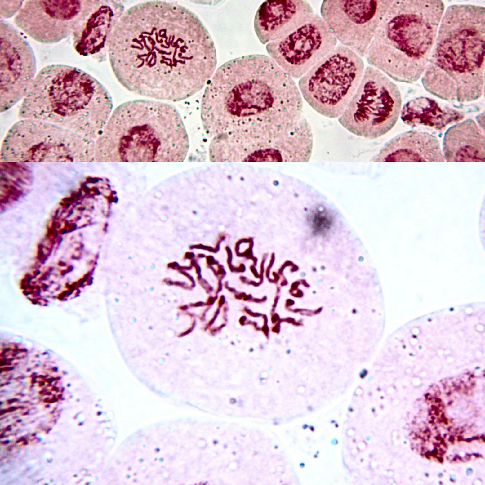 Chaoticgenetics On Twitter Pepper Root Tip Squash Farmer S Fixative Aceto Orcein Stain Top 400x Bottom Middle Left Spread 1000x Ukitel My Problem Don T Get Reliable Countable Spreads Jmahoney515 Not Sure About Woody Plants