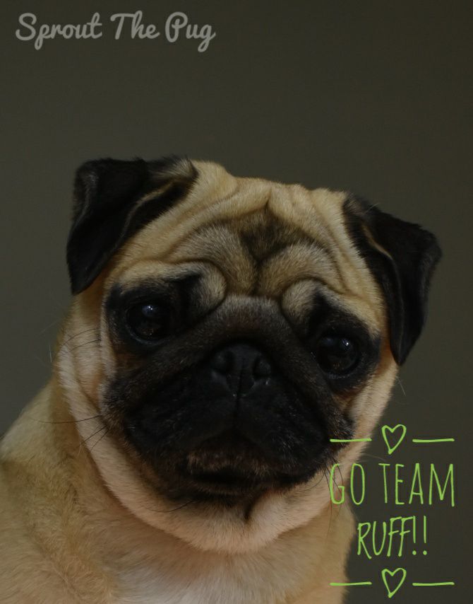 SproutThePug's tweet photo. It's #PuppyBowlIXIV Sunday!!  😀🏈
 I'm rooting for #TeamRuff because they have a pug, Carlo!! And a shar-pei, Mr Wigglesworth! Because #FlubbyLips 🤣❤️
 #GoTeamRuff #CantLoseWithAPug #PugPower #AndTheresSomeOtherFootballGameToday #OhYeah #SuperbowlSunday #KittenBowl #SharPei https://t.co/KbQqNHtbrg
