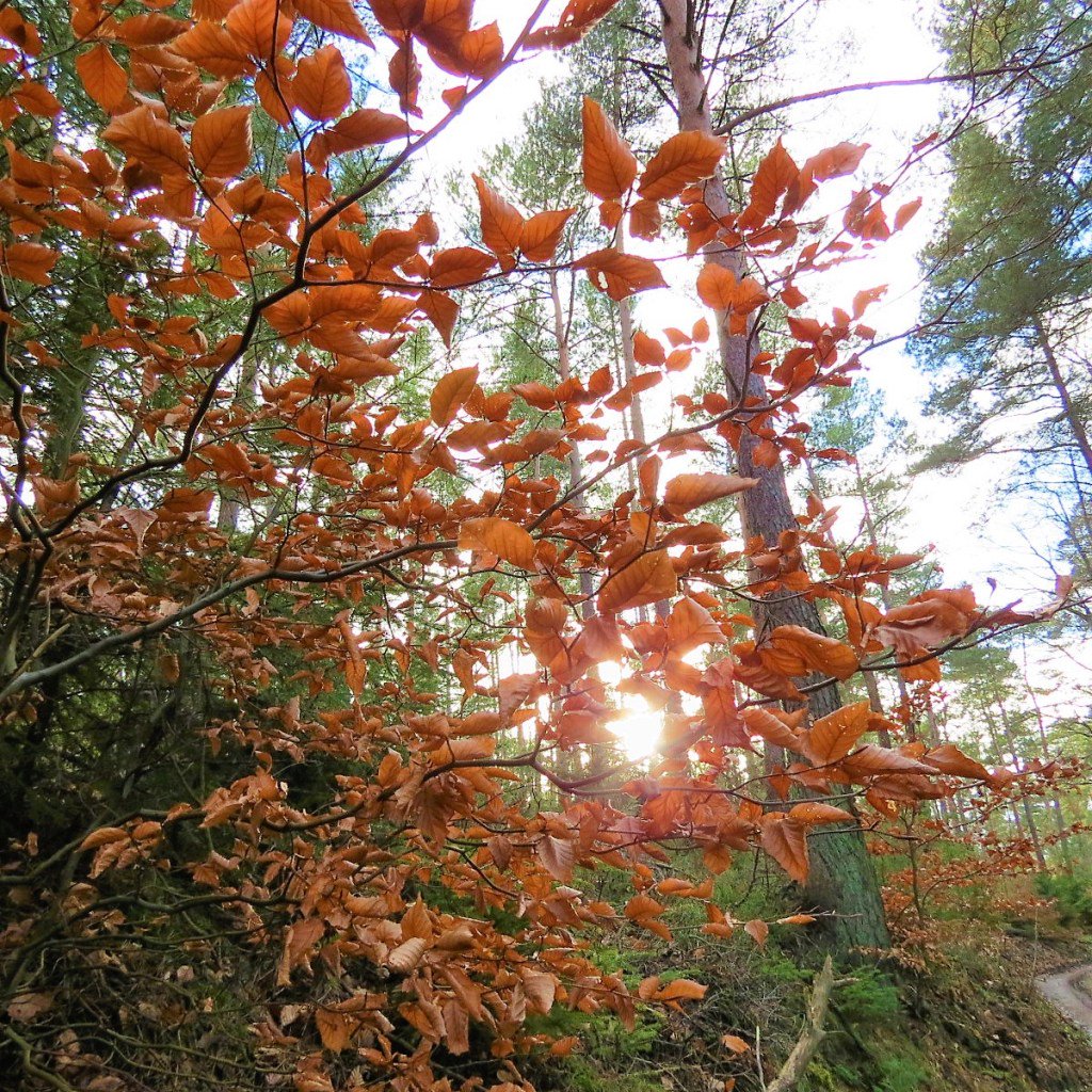 Blog-Update binaspfalzliebe.de/2018/02/04/blo…