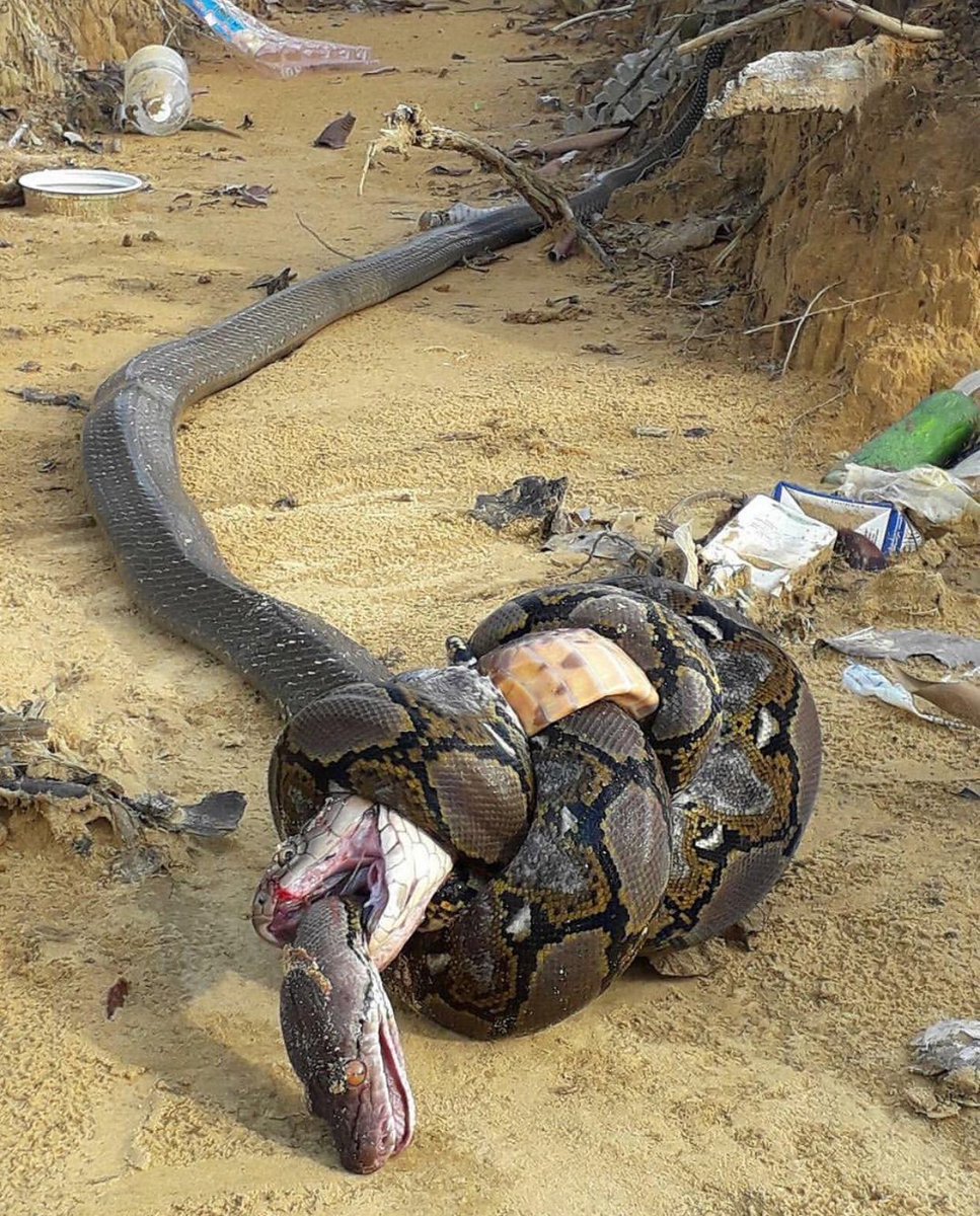 King cobra bites python. Python constricts cobra. Cobra dies of constriction, python dies from the venom. 100% holy shit. 
CC: <a href="/joerogan/">Joe Rogan</a>