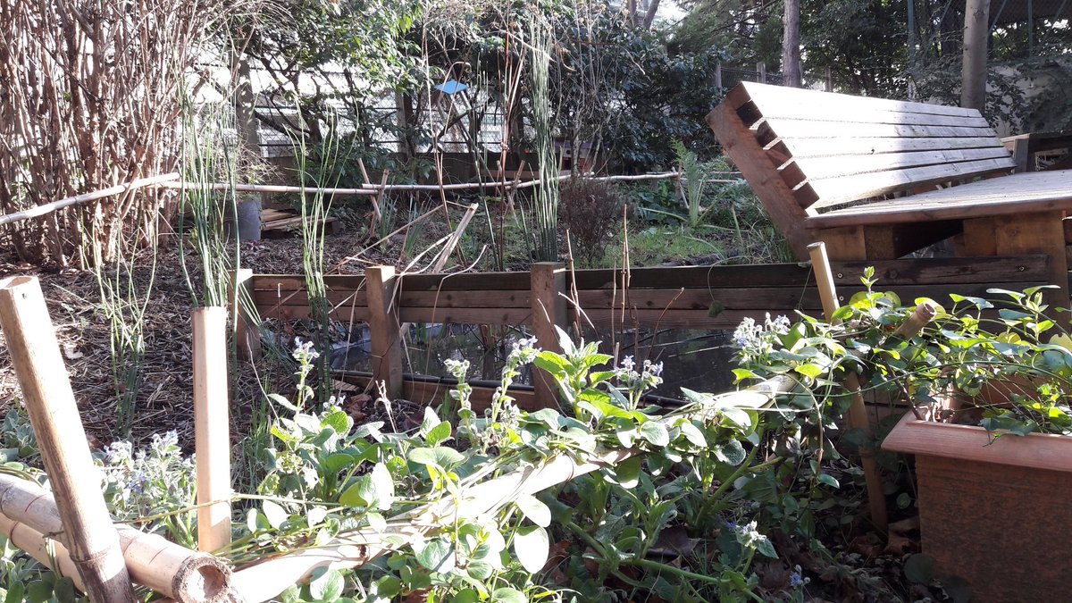 " Le lendemain de la Saint Blaise, 
Souvent l hiver s apaise,
Mais si vigueur il reprend,
Pour longtemps on s en ressent!"
Ce dicton se vérifiera t il ? À méditer dès demain sur le banc du jardin de la baleine!