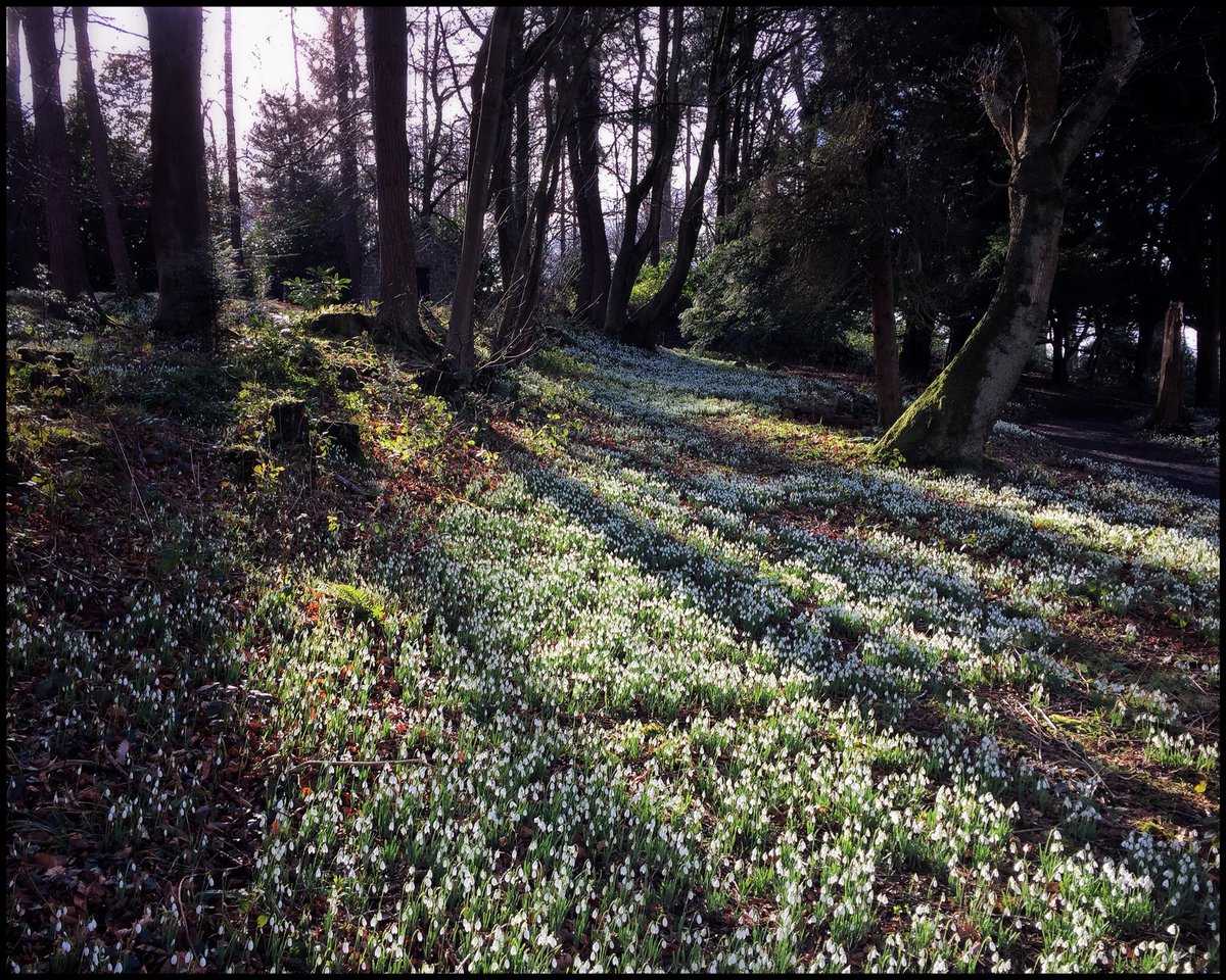 Snowdrops at Chirk Castle: @NTWales <a href="/ChirkNTRangers/">Chirk NT Rangers</a> <a href="/nationaltrust/">National Trust</a> <a href="/WalesOnline/">WalesOnline 🏴󠁧󠁢󠁷󠁬󠁳󠁿</a> <a href="/visitwales/">Visit Wales 🏴󠁧󠁢󠁷󠁬󠁳󠁿</a> <a href="/nature_org/">The Nature Conservancy</a> <a href="/GWmag/">BBC Gardeners' World Mag</a> @ChirkCastleNT