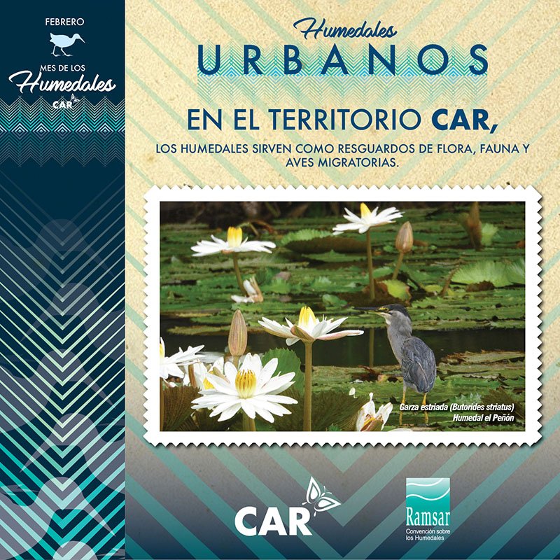 CAR_Cundi's tweet photo. #ElDato Los humedales regulan y amortiguan corrientes de agua, actúan como sitios de paso de aves migratorias y son hábitat de algunas especies endémicas.
El #TerritorioCAR sigue #EnModoHumedal 😉 https://t.co/QXrwVkXVbn