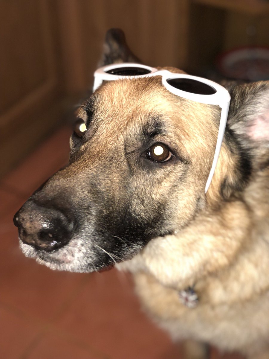 Majorilly's tweet image. Here’s some pictures of my dog in Clout Mode™️