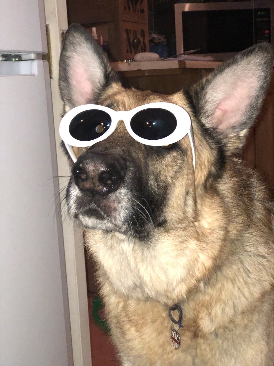Majorilly's tweet image. Here’s some pictures of my dog in Clout Mode™️