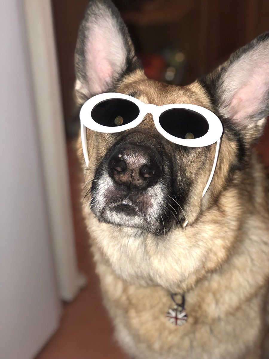 Majorilly's tweet image. Here’s some pictures of my dog in Clout Mode™️