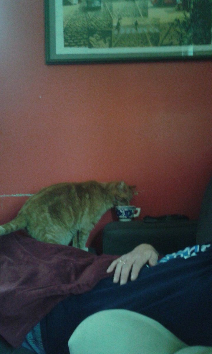 Java_Nation's tweet image. New ad campaign... even cats love java nation! Ironically, his name is Kona Kai