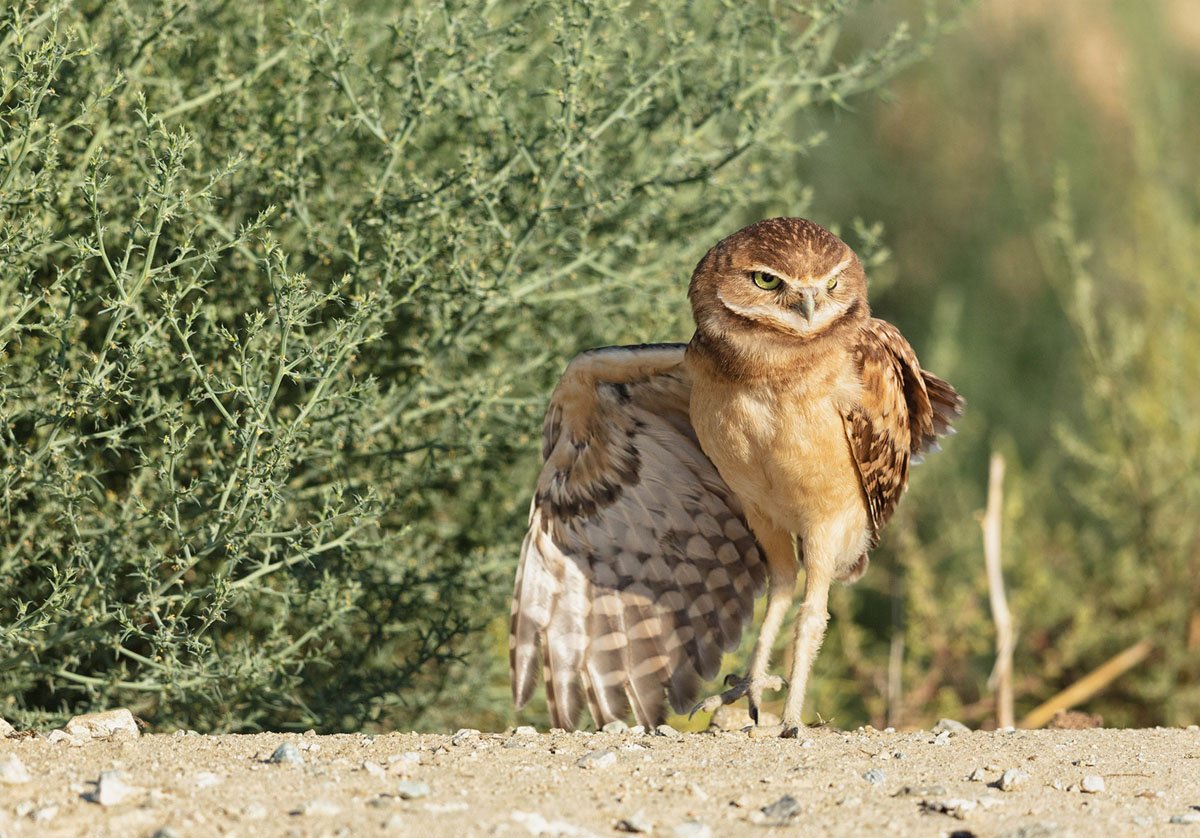 TheAtlantic's tweet image. A special Sunday event: Superb Owl, a photographic essay celebrating a few of these magnificent raptors. theatln.tc/2GLN6R1