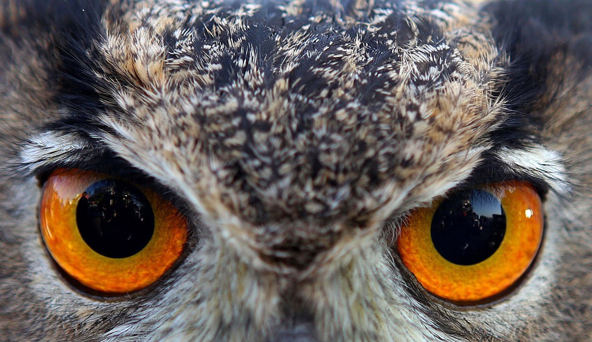 TheAtlantic's tweet image. A special Sunday event: Superb Owl, a photographic essay celebrating a few of these magnificent raptors. theatln.tc/2GLN6R1