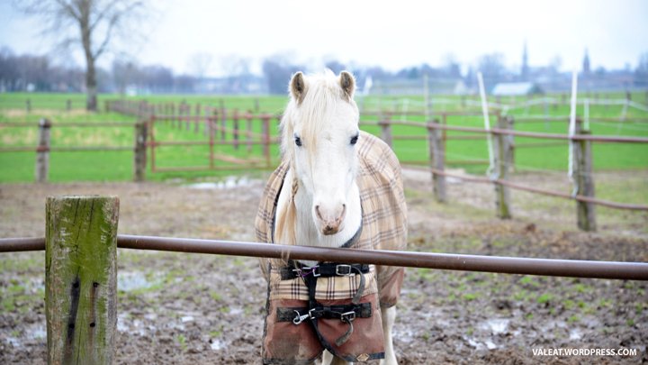 In den Rheinauen – 2 valeat.wordpress.com/2018/02/04/in-…