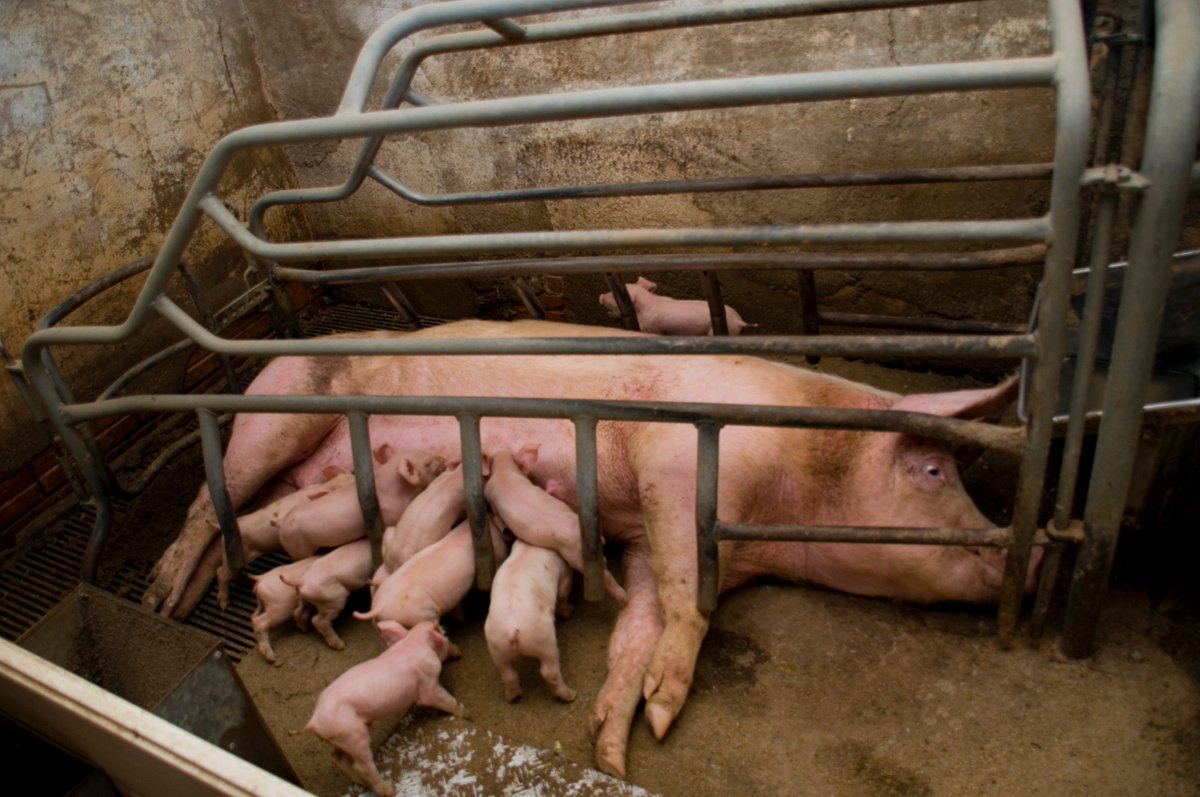 IgualdadAnimal's tweet photo. Así maltrata la industria cárnica española a las cerdas lactantes: 5 semanas encerradas en jaulas tan pequeñas que ni siquiera pueden darse la vuelta. Si alguien hiciese esto mismo a un perro, sería condenado por maltrato animal. #StrangerPigs #SalvadosGranjas https://t.co/aP0qBqqd9D