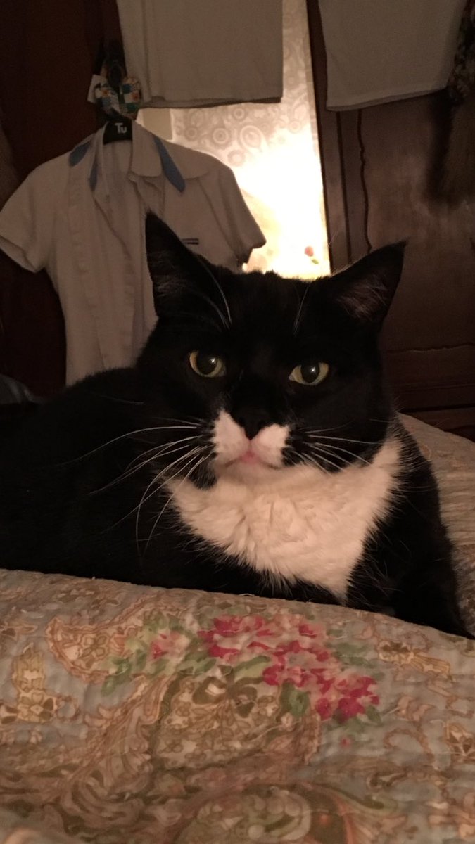Catlips !