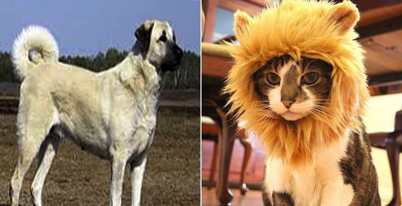 Orta anadolu nun güzide şehri Sivas da bir aslan kangal saldırısı sonucu ağır yaralandı