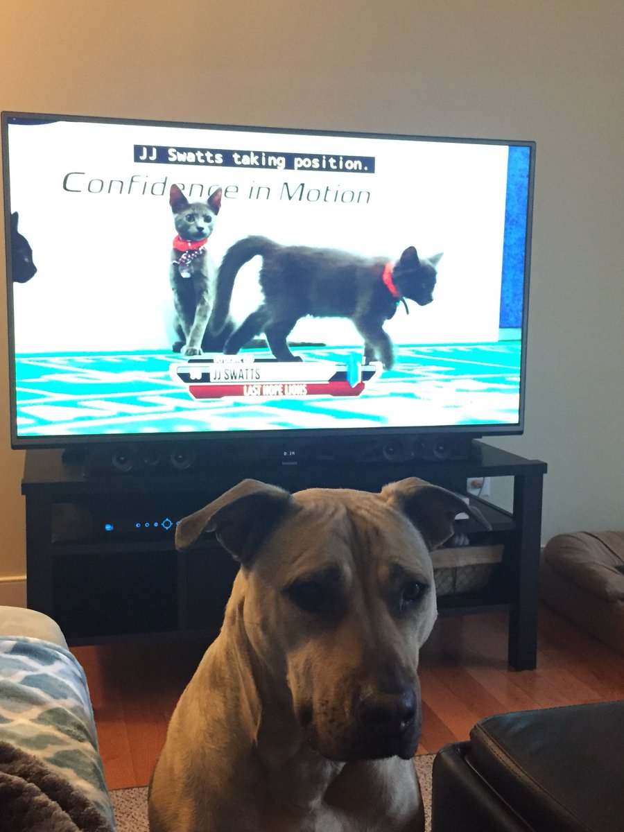 b_danielle336's tweet photo. Roxi is thrilled we’re watching the #KittenBowl 🐱 I think she wants a new friend!! ❤️ https://t.co/p9MjAj7FtB
